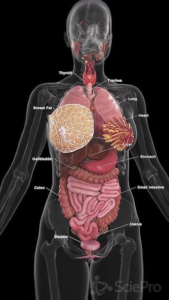 Human Anatomy Female, Medical Laboratory Science Student, Medical Laboratory Science, Female Reproductive System, Human Body Anatomy, Medical School Inspiration, Medical School Essentials, Medical Studies, Medical Laboratory