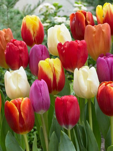 Tulip Varieties, Van Zyverden, Rock Gardens, Tulip Bulbs, Beautiful Flowers Photos, How To Grow Taller, Spring Rolls, Colorful Landscape, Rock Garden