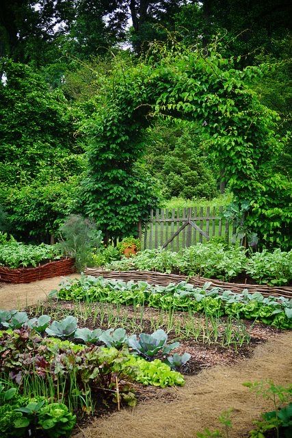 Plan Potager, Summer Flower Arrangements, Potager Garden, Backyard Vegetable Gardens, Landscape Design Plans, Veg Garden, Have Inspiration, Home Vegetable Garden, Vegetable Garden Design