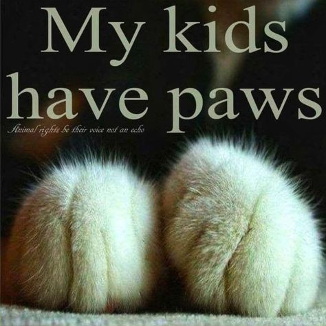 Cat Love Quotes, Katt Grejer, Cat People, Cat Facts, Cat Quotes, Paw Prints, Quotes Love, Animal Quotes, Cats Meow