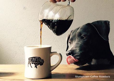 Stumptown Coffee Roasters, Stumptown Coffee, Coffee Cafe, Coffee Roasters, Coffee Love, Coffee Addict, Coffee Art, Coffee Break, Coffee Time