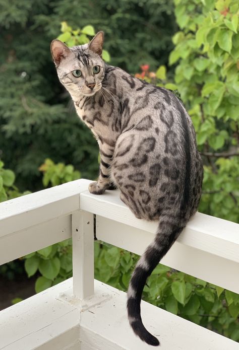 Bengal Cat Aesthetic, Silver Bengal Cat, Silver Bengal, Ladies And Gentlemen, Warrior Cat, Bengal Cat, Cat Aesthetic, Cats And Kittens, Feline