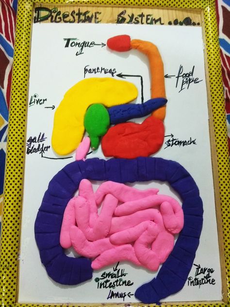 Digestive system made by clay...............😘😍💟 Digestive System Project, Digestive System For Kids, Digestive System Model, Digestive System Diagram, Science Exhibition Projects, Steam Kids, Science Exhibition, System Model, Modeling Clay