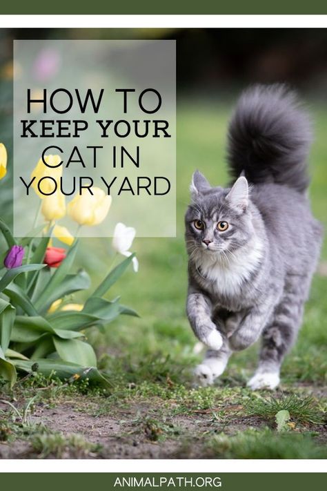 Cat Secure Garden, Cat Yard Ideas, Cat Proof Yard, Outdoor Cat Setup, Cat Safe Backyard, Garden For Cats, Outdoor Kitten Care, Outdoor Cat Toys, Cat Sanctuary Ideas