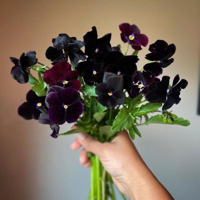 dark pansies bouquet Pansies Bouquet, Fleur Aesthetic, Flowers Tea, Midnight Garden, Black Garden, Three Brothers, Flower Show, Flower Bouquet Wedding, Wedding Dress Inspiration