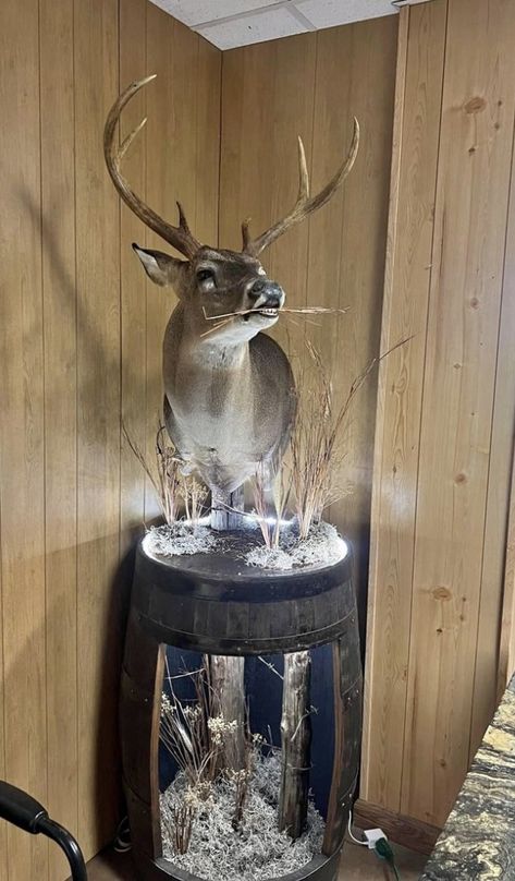 Deer Taxidermy Mounts, Deer Mounts In Living Room, Deer Skull Decor, Deer Mount Ideas, Deer Taxidermy, Hunting Cabin Decor, Deer Mounts, Taxidermy Mounts, Hunting Cabin