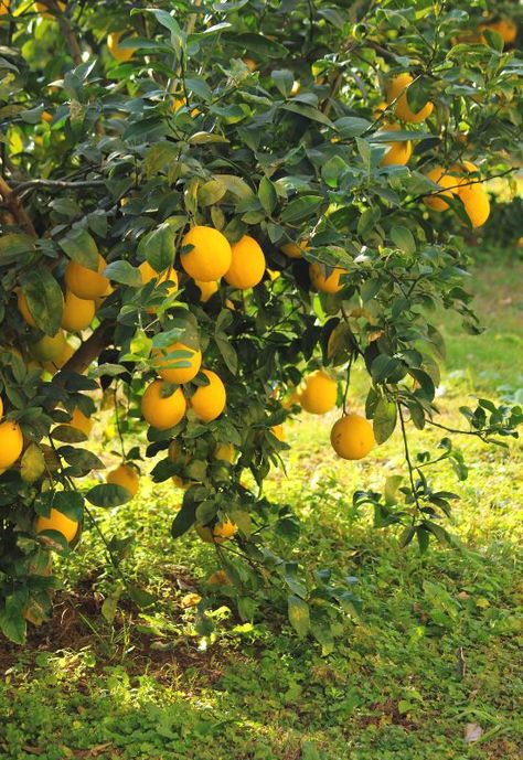 Lemon Tree (Citrus x limon) Lemon Trees Backyard, Lemon Tree Garden, Citrus Tree, Citrus Garden, Lemon Trees, Future Garden, Citrus Trees, Orange Tree, April May