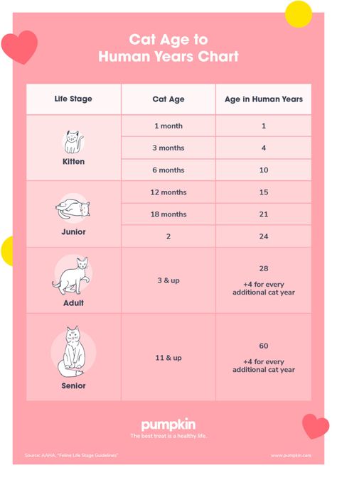 Cat Age Chart: Cat Years to Human Years | Pumpkin Pet Care Dog Age Chart, Cat Age Chart, Best Hypoallergenic Dogs, Cat Age, Age Calculator, Cat Years, Cat Calendar, Cat Ages, Oldest Human