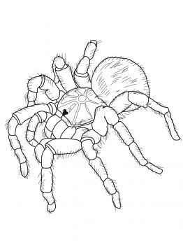 Goliath Tarantula, Tarantula Drawing, Crafts With Toddlers, Learn To Tattoo, Spider Coloring Page, Spider Drawing, Popular Coloring Pages, Color Sheets, Coloring Pages Free Printable