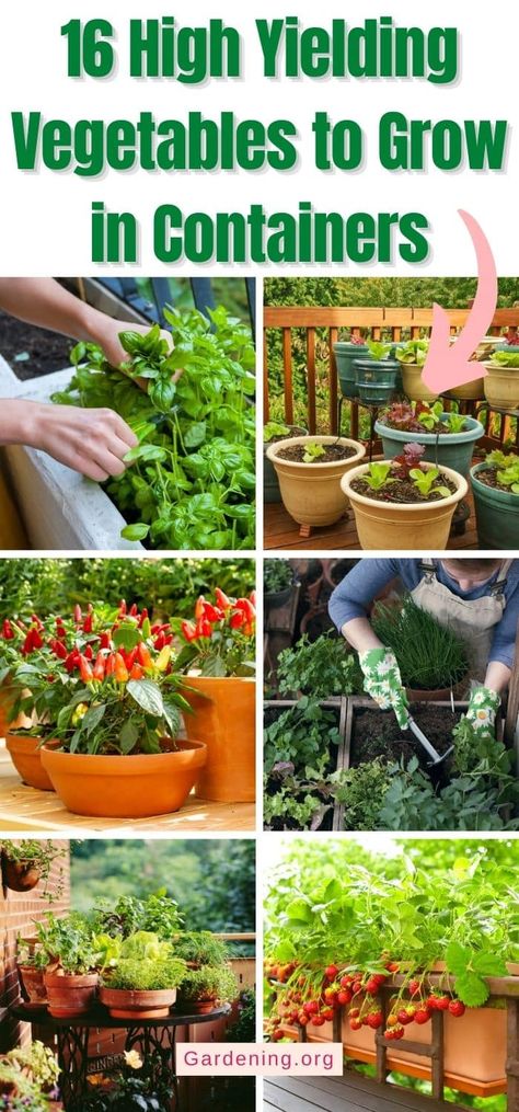 16 High Yielding Vegetables to Grow in Containers How To Container Garden, Growing Vegetables In Small Spaces, Growing Vegetables In Raised Beds, Easy Vegetables To Grow In Pots, Greenhouse Container Gardening, Best Vegetables To Grow In Pots, When To Grow Vegetables, Herb Garden In Pots, Vegetables To Grow In Pots