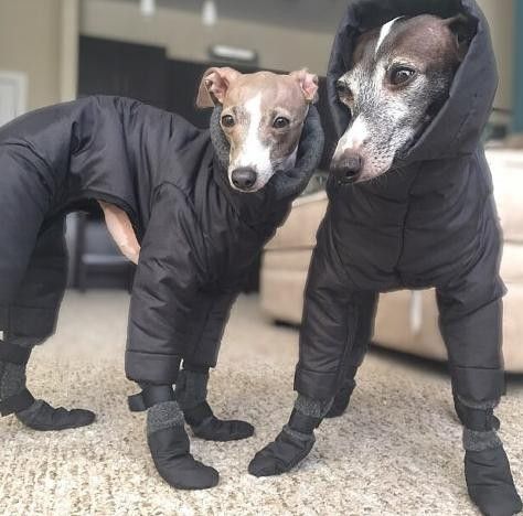 Who needs a coat when you can have a full snowsuit? Whippet Puppy, Dog Snowsuit, Greyhound Pictures, Dog Treats Recipes, Dog Snow, Italian Greyhound Dog, Best Dog Names, Dog Booties, Dog Suit