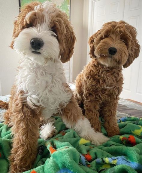 Toy Cockapoo, Labradoodle Grooming, Labradoodle Goldendoodle, Cockapoo Dog, Very Cute Puppies, Dog Haircuts, Cutest Puppies, Doodle Puppy, Cute Animals Puppies