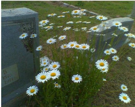 Daisies growing beside tombstone at Fairview Cemetery- 2009 Flowers On Grave Aesthetic, Tombstone Aesthetic, Tombstone Flowers, Lynn Painter, Time Planning, Grandma Vintage, Song Cover, Tagalog Quotes Funny, Ap Art