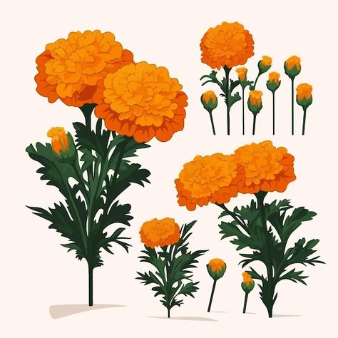 Collection of floral marigold vector ill... | Premium Vector #Freepik #vector #beautiful-flowers #spring-flowers #flower #blossom-flower Marigold Vector, Marigold Illustration, Vis Dev, Marigold Flower, Flowers Spring, Alphabet Activities, Vector Illustrations, Blossom Flower, Spring Flowers