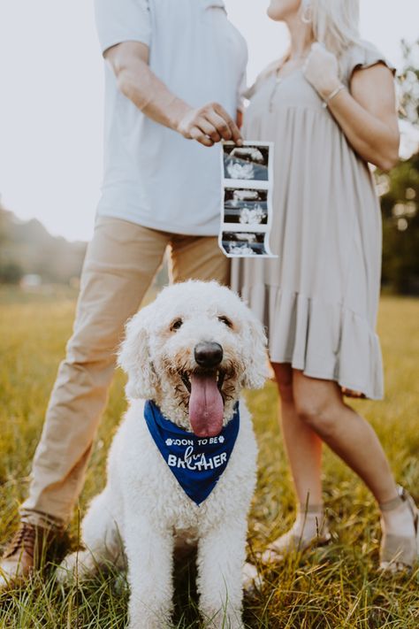 Announcement Photos With Dog, Pregnancy Announcement Pics, Baby Announcement Dog, Baby Announcements With Dogs, Baby Announcement Photoshoot With Dogs, Dog With Ultrasound Picture, Couples Pregnancy Announcement, Baby Announcement With Dogs, Gender Reveal Ideas With Dog