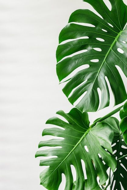 Big Leaf Plants, Leaves Wallpaper Iphone, Leaf Photography, Boho Leaves, Palm Tree Leaves, Palm Plant, Leaf Images, Image Nature, Plant Wallpaper