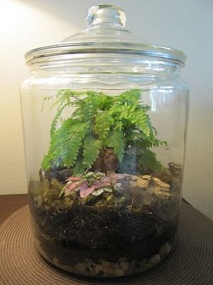 Apothecary jar terrarium Make A Terrarium, Jar Terrarium, Storybook Gardens, Terrarium Workshop, Terrarium Jar, Mini Terrarium, I Failed, Faeries Gardens, Moss Terrarium