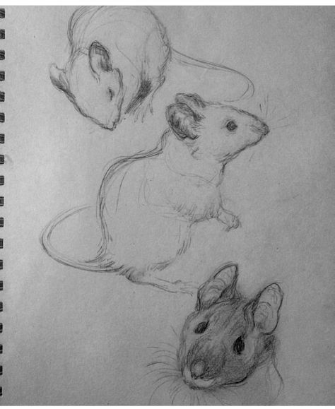 Mouse Eating Cheese Drawing, Small Mouse Drawing, Mouse Drawing Reference, Animal Sketches Realistic, Animal Drawing Reference, Drawing Of A Mouse, Cute Mouse Drawing, Mice Drawing, Rat Sketch