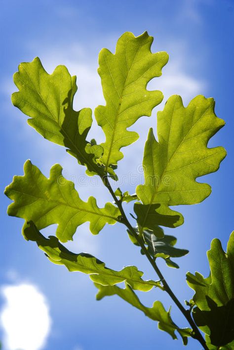 Oak Leaf Tattoos, Oak Tree Leaves, Weird Plants, Sky Images, Spring Forest, Textiles Projects, Forest Background, Leaf Images, Leaf Drawing