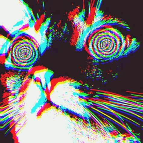 Trippy Animal Art, Trippy Cat Art, Fever Dream Aesthetic, Lsd Cat, Void Cat, Trippy Cat, Distortion Art, Neon Cat, Creepy Cat