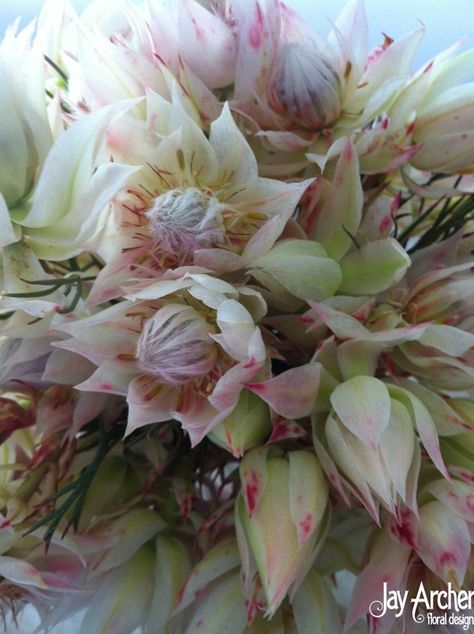 Blushing Bride Proteas will add a unique, and woodsy feel to the bridal bouquet and touches will appear in the bridesmaids bouquets as well. Blushing Bride Flower, Blushing Bride Protea, Creepy Beautiful, Protea Wedding, Protea Bouquet, Jeffreys Bay, 8th March, Protea Flower, Bridesmaids Bouquets