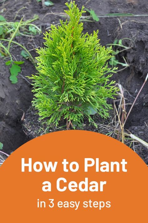 Planting a cedar tree isn’t difficult, and once established, this hardy, versatile tree tolerates a range of conditions. Find out how to plant one! #cedar #shrubs #GardeningMadeSimple Planting Cedar Trees, Cedar Trees Landscaping, Backyard Planting, Acreage Landscaping, Cedar Plant, Memory Garden, Eastern Red Cedar, Spiritual Garden, Tattoo Plant