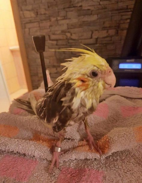 Funny Looking Birds, Cockatiels Funny, Wet Animals, Cute Parrots, Parrot Funny, Funny Bird Pictures, Cute Parrot, Funny Rats, Funny Parrots