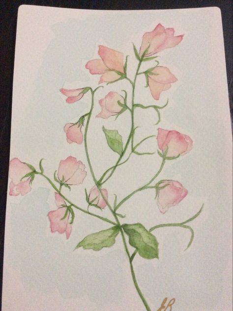 Watercolor Sweet Pea Sweet Pea Painting, Sweet Pea Aesthetic, Sweet Pea Illustration, Sweet Pea Bouquet, Daughter Tattoo, Sweet Pea Flowers, Art Assignments, Flower Drawings, Mother Daughter Tattoos