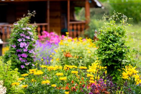 What Is Meadowscaping and Can Your Neighbors Handle It? - Bob Vila Deadheading Flowers, Window Seat Ideas, Grass Alternative, Meadow Garden, Bob Vila, Wild Grass, Natural Garden, Wildflower Seeds, Enjoy Nature