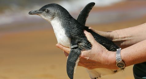 The Tea Party and the GOP are going to ruin America. Stop them please. "Shutdown’s science fallout could last for years - Darren Samuelsohn" Fairy Penguin, Pygmy Marmoset, Parakeet Cage, Tiny Animals, Teacup Pigs, Pygmy Goat, Tiny Turtle, Puppy Supplies, Miniature Animals