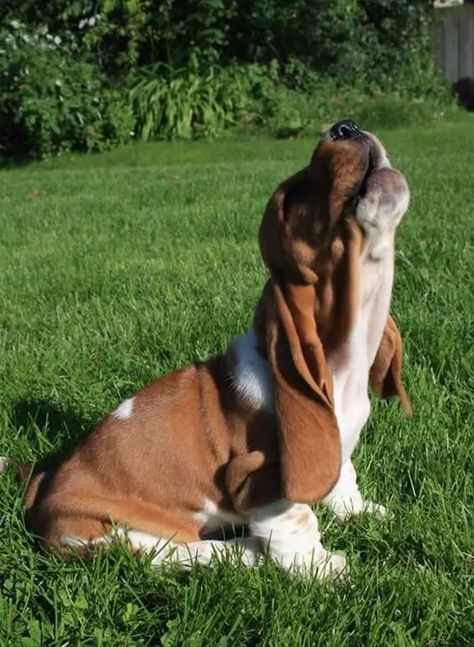 14 Hilarious Basset Hound Pics You Won't Forget | PetPress Hound Dog Puppies, Basset Puppies, Hound Dog Breeds, Basset Hound Puppy, Hound Puppies, Basset Hound Dog, Bassett Hound, Basset Hounds, Puppies Funny