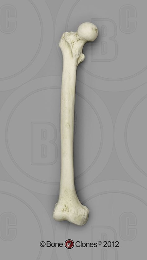 Human Adult Male Femur, African - Bone Clones, Inc. - Osteological Reproductions Bones Photo Reference, Animal Bones Reference, Femur Bone Anatomy, Bones Reference, Bone Reference, Hand Bone Anatomy, Bones Human, Femur Bone, Arm Bones