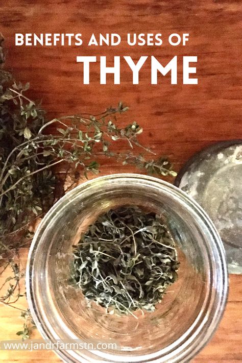 Thyme Tincture Benefits, Thyme For Mucus, Thyme Tincture, Preserving Thyme, Drying Thyme, Making Thyme For Health, Health Benefits Of Thyme, Thyme Medicinal Properties, Thyme Uses