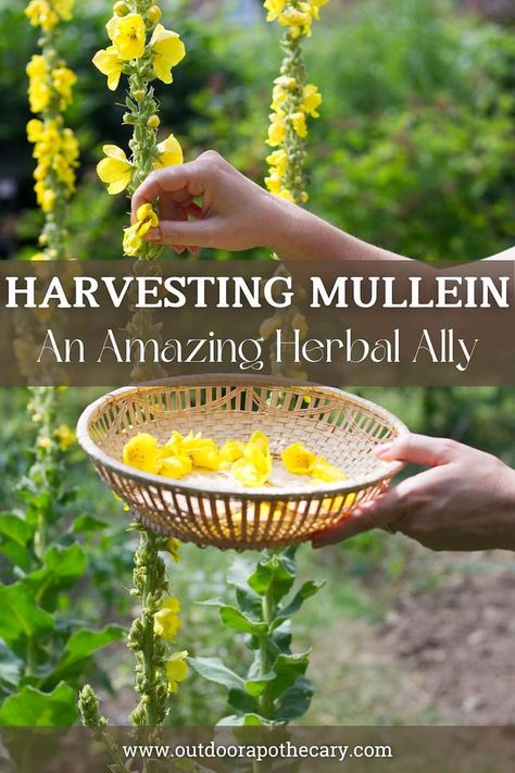 harvesting mullein Harvesting Mullein, Medicinal Herbs Remedies, Medicinal Wild Plants, Medicinal Weeds, Medicine Recipes, Herbs Remedies, Herbal Medicine Recipes, Wild Food Foraging, Herbal Remedies Recipes