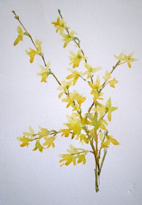 Watercolor forsythia Watercolor Forsythia, Flower Drawing Ideas, Simple Flower Drawing, Chinese Flowers, Easy Flower Drawings, Delphinium Flowers, Flower Drawing Tutorials, Things To Draw, Painting Blue