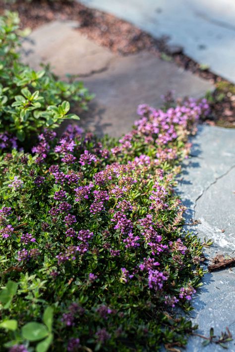 Creeping Thyme And Clover Lawn, Creeping Thyme Ground Cover, Creeping Thyme Between Pavers, Creeping Thyme Ground Cover Lawn Alternative, When To Plant Creeping Thyme, Purple Carpet Creeping Thyme, Starting Vegetable Seeds, Wooly Thyme, Creeping Thyme