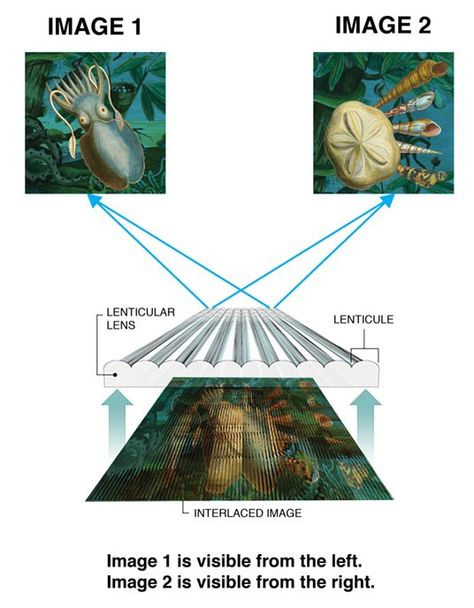 // How to design for lenticular Lenticular Image, Lenticular Printing, Image Sequence, Graphic Panels, 3d Photography, Clear Plastic Sheets, Cool Optical Illusions, Image Stickers, Creating Artwork