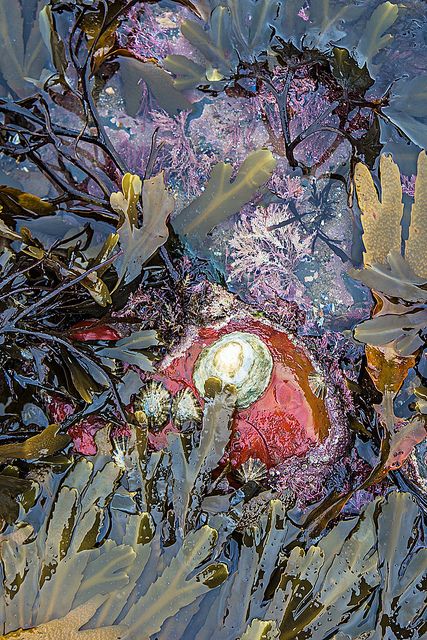 Rock Pools Beach, Tidepool Aesthetic, Pool Art, Tide Pool, Tide Pools, Gcse Art, Rock Pools, Ocean Creatures, The Colour