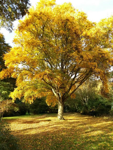 Beech tree at Furzey Gardens, Hampshire, England. Tree Autumn, Hampshire England, Beech Tree, Autumn Beauty, Photo Tree, Hampshire, Trees To Plant, Tree Trunk, Country Roads