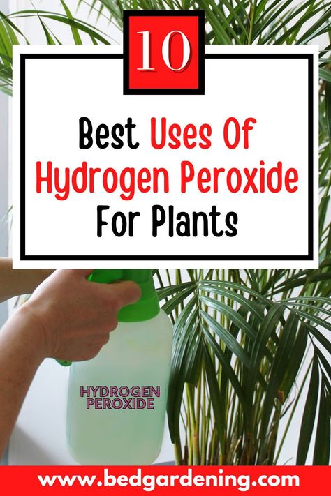 Benefits Of Hydrogen Peroxide, Hydrogen Peroxide For Plants Gnats, How To Use Hydrogen Peroxide For Plants, Kill Gnats In House, Peroxide For Plants, Hydrogen Peroxide For Plants, Uses Of Hydrogen Peroxide, Gnats In House Plants, Food Grade Hydrogen Peroxide