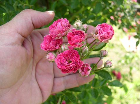 Seven Sisters Roses – Haphazard Homemaker Seven Sisters Rose, Rose Arbor, Seven Sisters, Flower Gardening, A Start, Rose Bush, Three Sisters, Climbing Roses, Natural Forms