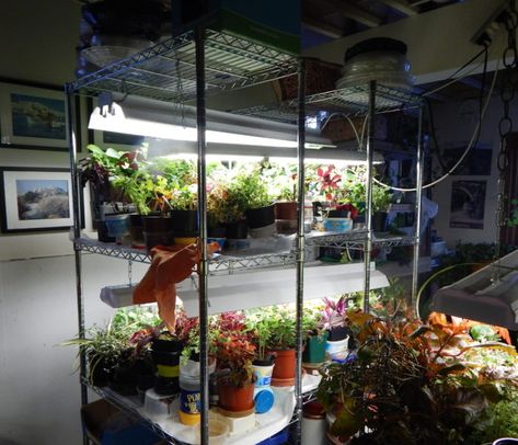 Basement Vegetable Garden, Greenhouse In Basement, Basement Plant Room, Basement Grow Room Ideas, Basement Garden Ideas, Basement Grow Room, Basement Garden Indoor, Basement Hydroponics, Basement Gardening