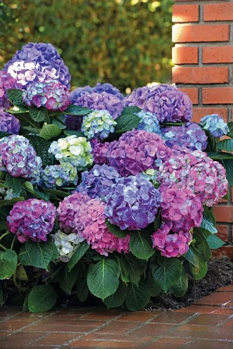 12 Stunning Hydrangea Varieties You Need to Know About Bloomstruck Hydrangea, Big Leaf Hydrangea, Bigleaf Hydrangea, Hydrangea Varieties, Smooth Hydrangea, Tattoo Plant, Cherry Blooms, Panicle Hydrangea, Hydrangea Colors