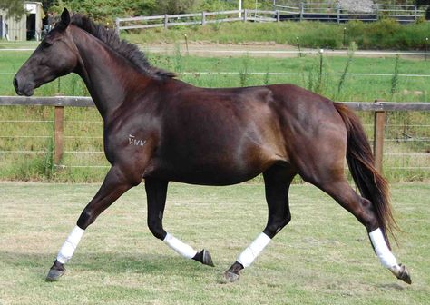 trotting horse | Video footage of Wimborne Cooper at 3 years old and then just broken ... Draft Horse Rearing, Horse Trotting, Draft Quarter Horse Cross, Horse Trotting With Rider, Horse Video, Trotting Horse, Draft Cross Horse, Horse Poses, Liver Chestnut Horse