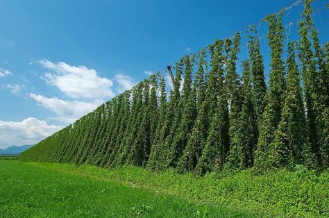 hops field Hop Vines, Beer Brewing Process, Hops Vine, Hops Plant, Beer Ingredients, Beer Hops, Growing Gardens, Brewing Process, Vintage Farm