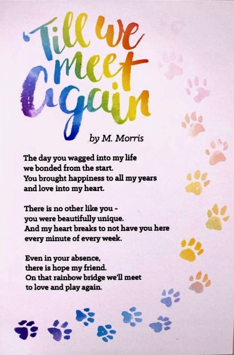 Rainbow Poem For Dogs, Poem For Dog Passing, Pet Memorial Quotes Cat, Pet Quotes Dog, Dog Heaven Quotes, Pet Poems, Miss My Dog, Dog Poems, Dog Memorial Tattoos