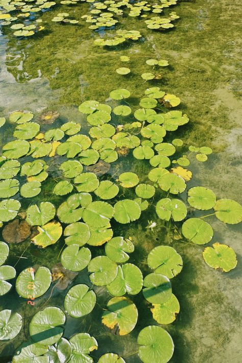 bright green lilypads covering a lake Flower Fairy Aesthetic, Green Cottagecore Aesthetic, Green Cottagecore, Water Lotus, Green Pond, Aesthetic Fairycore, Magical Girl Aesthetic, Water Fairy, Tøp Aesthetic