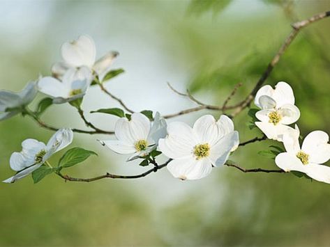 dogwood branches - Google Search Dogwood Blooms, Dogwood Branches, Dogwood Tree, Reed Diffuser Oil, Spring Song, Dogwood Trees, Dogwood Flowers, Easter Blessings, White Gardens