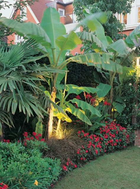 Using lights to highlight bananas in your yard. Beautiful Tropical Garden Ideas, Tropical Landscape Design, Florida Landscaping, Tropical Garden Design, Tropical Backyard, Florida Gardening, Banana Plants, Thriving Garden, Backyard Pool Landscaping