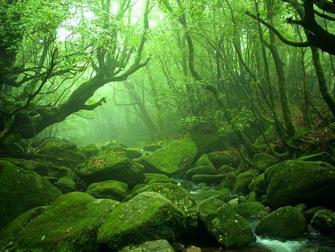 Yakushima, Japanese Forest, Forest Core, Kagoshima, Misty Forest, Natural Heritage, Princess Mononoke, Remote Island, Kyushu